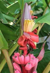 Natural Banana Plant-thumb1