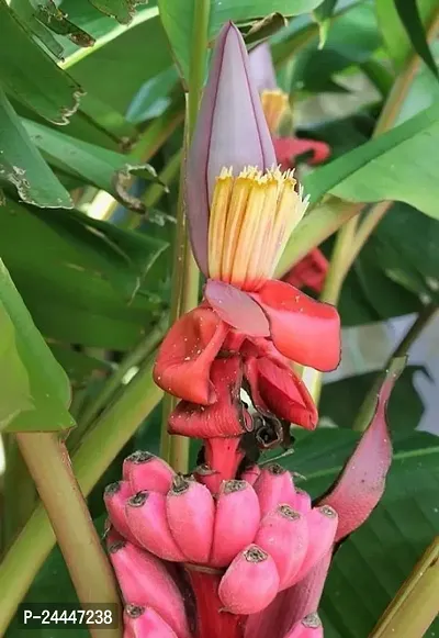 Natural Banana Plant-thumb2