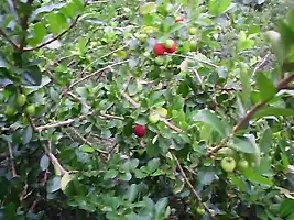 Natural Cherry Fruit Plant-thumb2