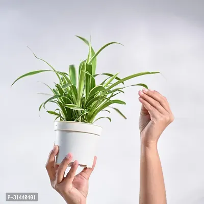 Natural Spider Plant-thumb4