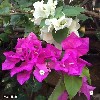 Bougainvillea Plant