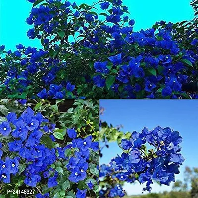 Bougainvillea Plant