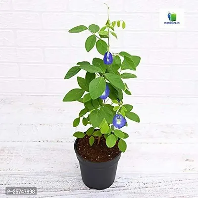 Aparajita/ Butterfly Pea Plant-thumb0