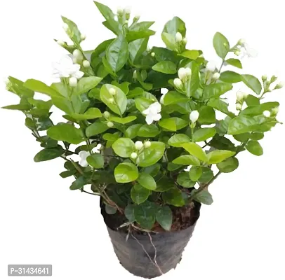 Natural Jasmine Plant-thumb0