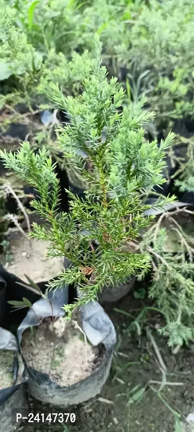 Juniper Plant