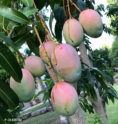 Natural Mango Plant-thumb0