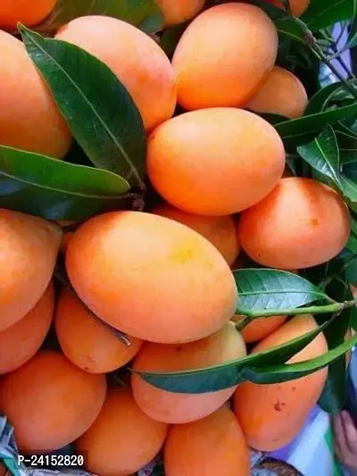 Mango Plant