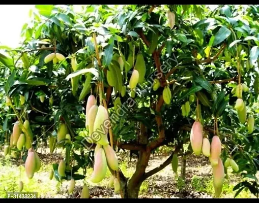 Natural Mango Plant-thumb0