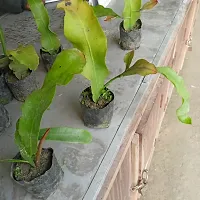 Brahma Kamal Plant-thumb1