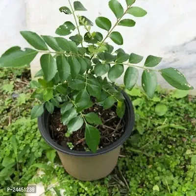 Natural Curry Leaf Plant