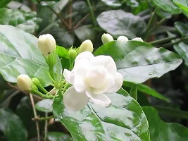 Natural Night Bloom Jasmine Plant-thumb1