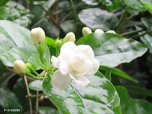 Natural Night Bloom Jasmine Plant-thumb2