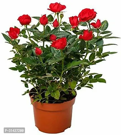 Natural Rose Plant-thumb0