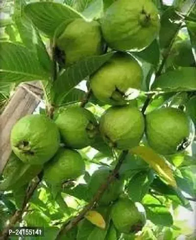 Guava Plant