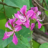 Natural Bauhinia Acuminata Plant-thumb1