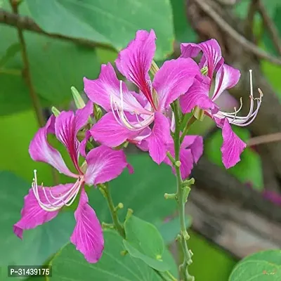 Natural Bauhinia Acuminata Plant-thumb2