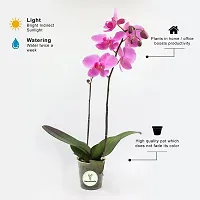 Natural Orchid Plant-thumb2