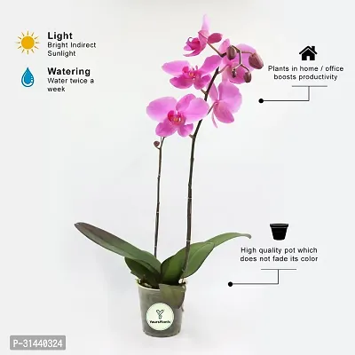 Natural Orchid Plant-thumb3