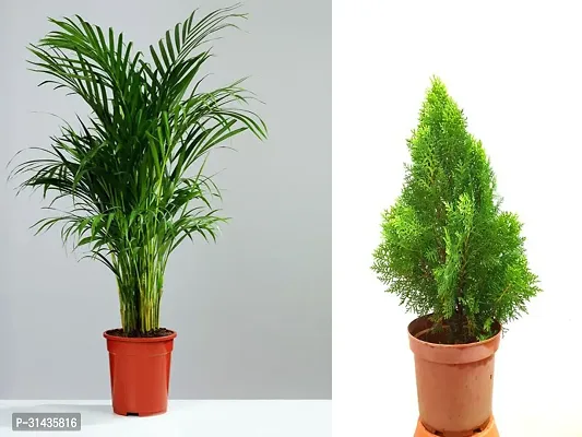 Natural Areca Plam Plant-thumb0