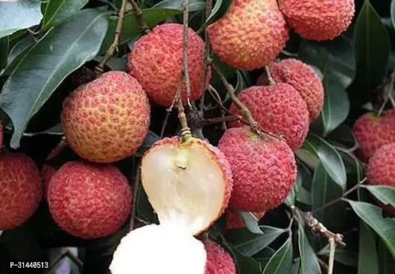 Natural Litchi Plant