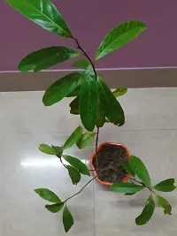 Natural Rudraksha Plant-thumb1