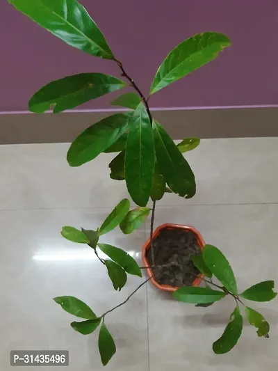 Natural Rudraksha Plant-thumb2