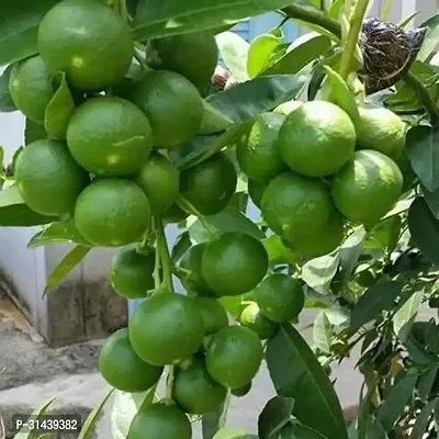 Natural Lemon Plant-thumb0