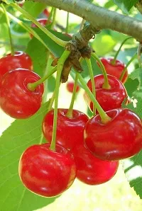 Natural Cherry Fruit Plant-thumb2