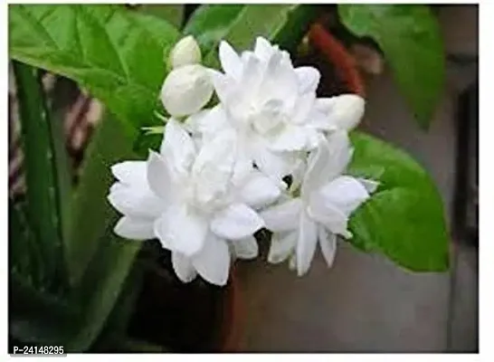 Night Bloom Jasmine Plant-thumb0