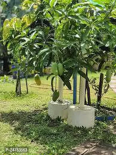 Mango Plant