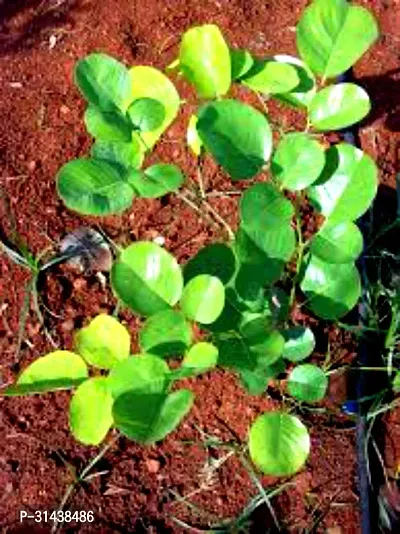 Natural Red Sandalwood Plant-thumb0