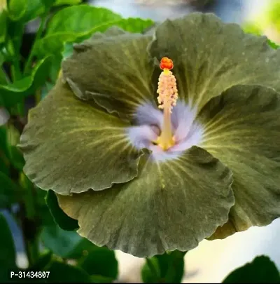 Natural Hibiscus Plant