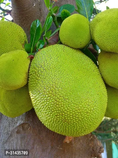 Natural Jackfruit Plant-thumb0