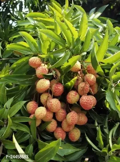 Natural Litchi Plant