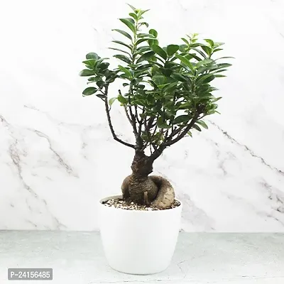 Ficus Bonsai-thumb0