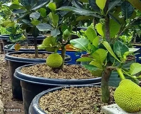 Natural Jack Fruit Plant-thumb0