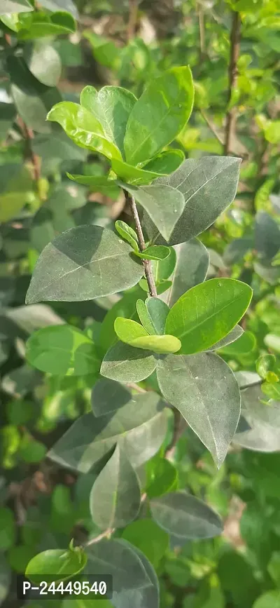 Natural Cherry Fruit Plant-thumb4