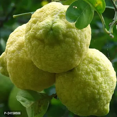 Lemon Plant