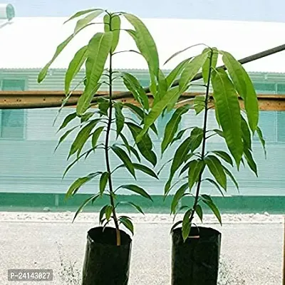 Mango Plant-thumb5