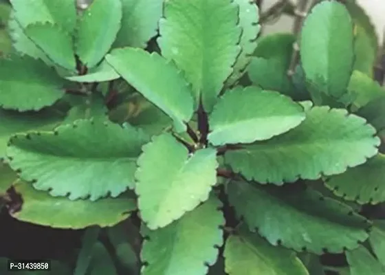 Natural Bryophyllum Pinnatum/Patharchatta Plant-thumb2