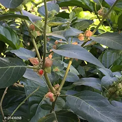 Natural Ashwagandha/Indian Ginseng Plant