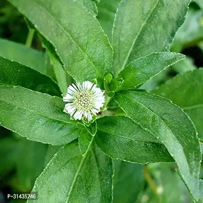 Natural Bhringraj Plant-thumb2