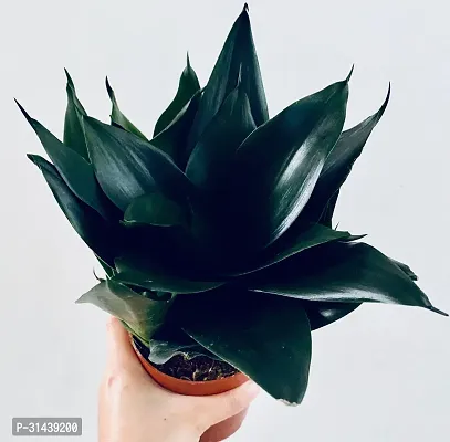 Natural Snake Plant-thumb0