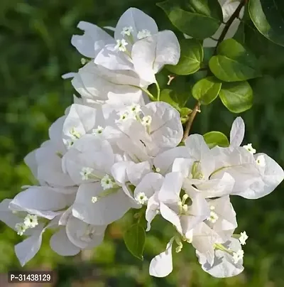 Natural Bougainvillea Plant-thumb2