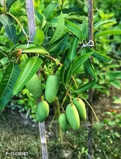 Natural Mango Plant-thumb0