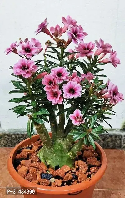 Natural Adenium Plant