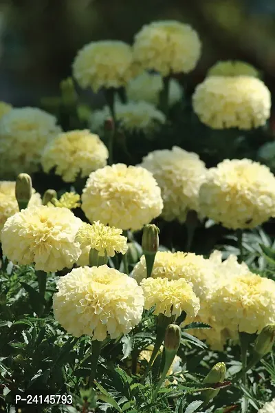 Marigold Plant