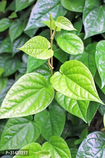 Natural Betel Leaf Plant-thumb0