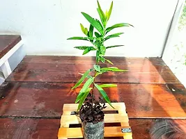 Natural Sandalwood Fan Plant-thumb1