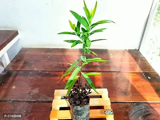 Natural Sandalwood Fan Plant-thumb2